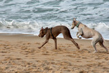 Two dogs, a greyhound and a Weimaraner play and have fun on the Vao beach, Vigo, Pontevedra, Galicia, Spain