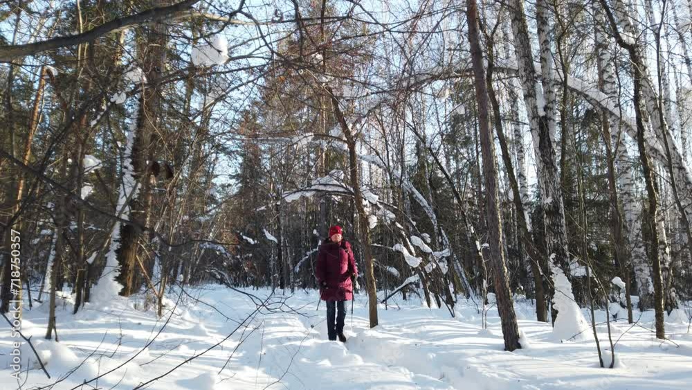 A woman practices Nordic walking in the forest in winter. Winter day, active recreation. Cardio activity sport motion.Slow motion A woman practices Nordic walking in the forest in winter. Winter day, active recreation. Cardio activity sport motion.Slow motion