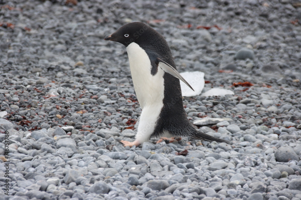 Fototapeta premium Adelie Penguin (Pygoscelis adeliae), Brown Bluff, Antarctica.