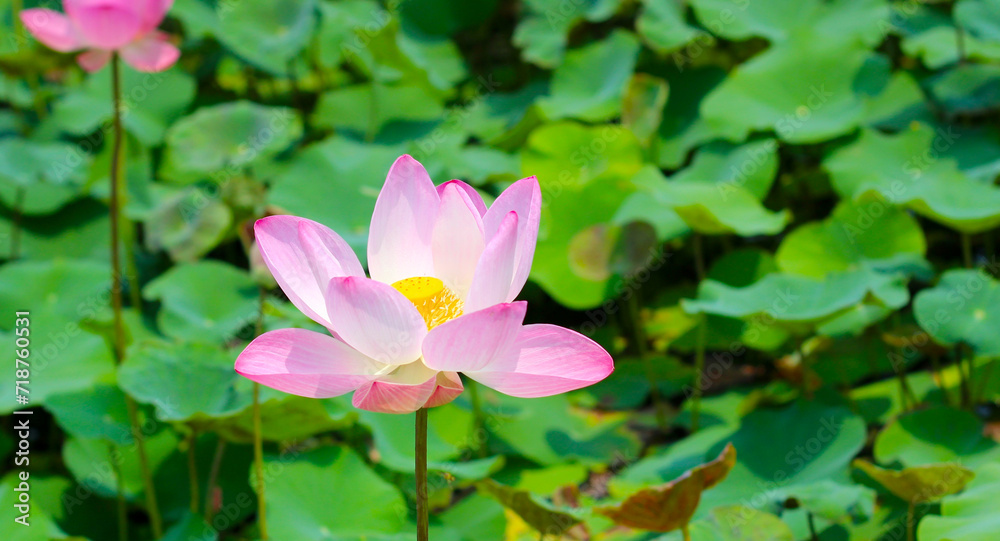 Pink lotus flower blooming in pond with green leaves. Lotus lake, beautiful nature background. Pink lotus flower blooming in pond with green leaves. Lotus lake, beautiful nature background.