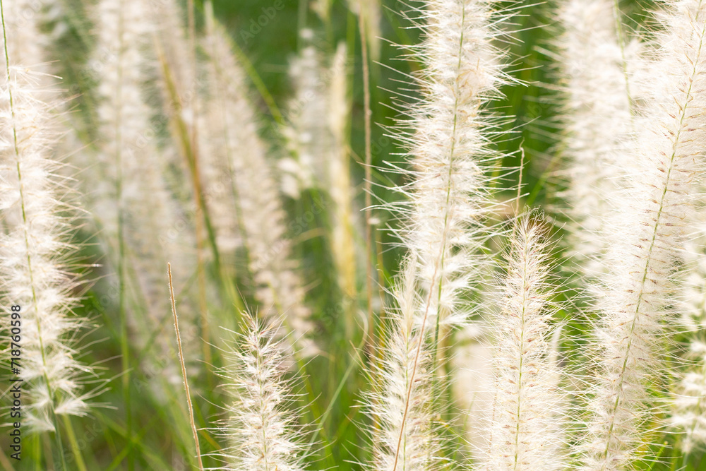 Fountain grass or pennisetum alopecuroides Fountain grass or pennisetum alopecuroides