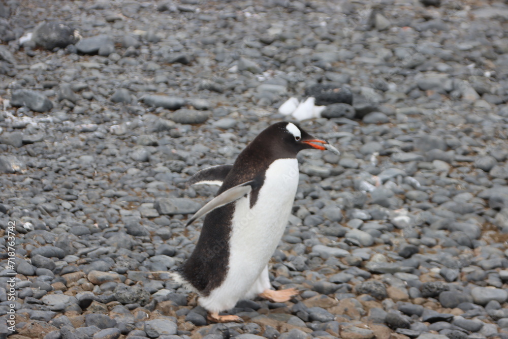 Fototapeta premium Gentoo Penguin (Pygoscelis papua) carrying a rock, Brown Bluff, Antarctica.
