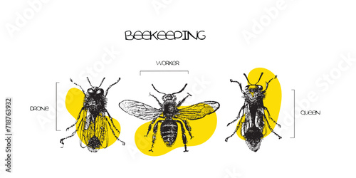 Hand Drawn Line art vector of Beekeeping. Beekeeping Aid. Honey Harvesting.