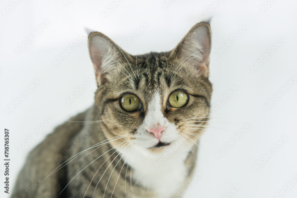 Cute cat image in a white background.