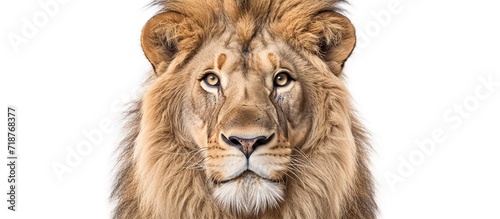 Portrait of a Male adult lion looking at the camera  Panthera leo against white backgroung
