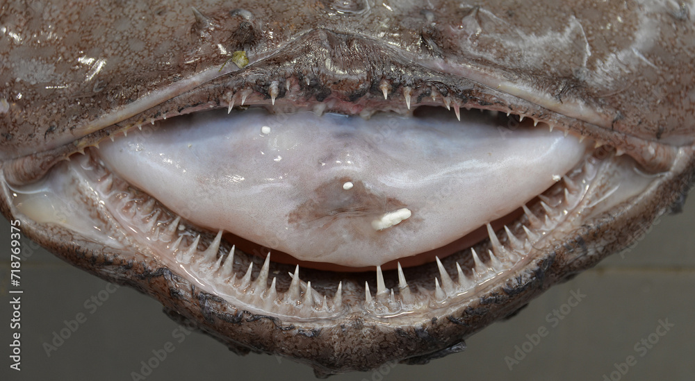 Frische Speisefische auf dem Fischmarkt in Danzig