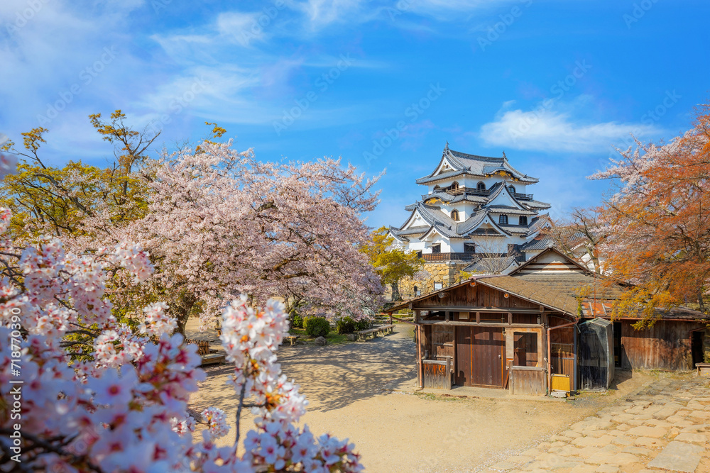 Beautiful full bloom cherry blossom at Hikone Castle in Shiga, Japan Beautiful full bloom cherry blossom at Hikone Castle in Shiga, Japan
