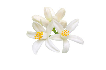 Orange tree blossom isolated transparent png. White calamondin citrus flowers and buds bunch. Fleur d'oranger bloom.
Neroli fragrant flower. Beautiful azahar flowering closeup.