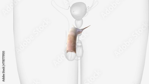 Corpus cavernosum of penis 3d medical