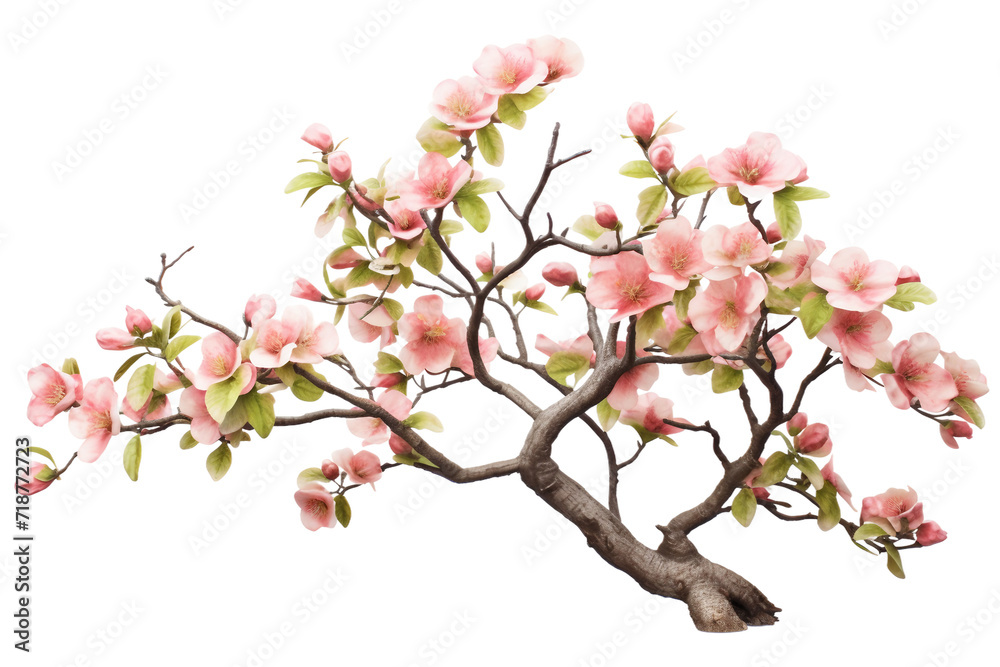 Quince Tree Isolated on Transparent Background