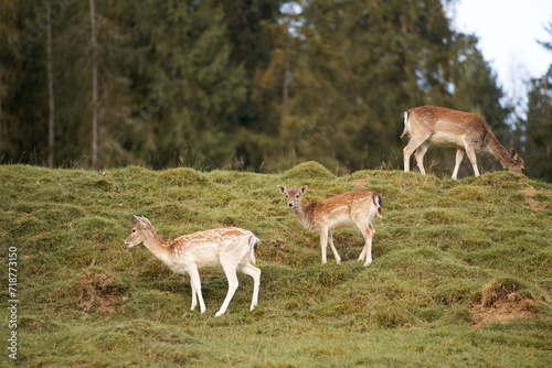 A group of young deer eats grass. In the Heart of Nature, Wildlife Thrives with Deer Roaming Free in a Picturesque Forest Landscape