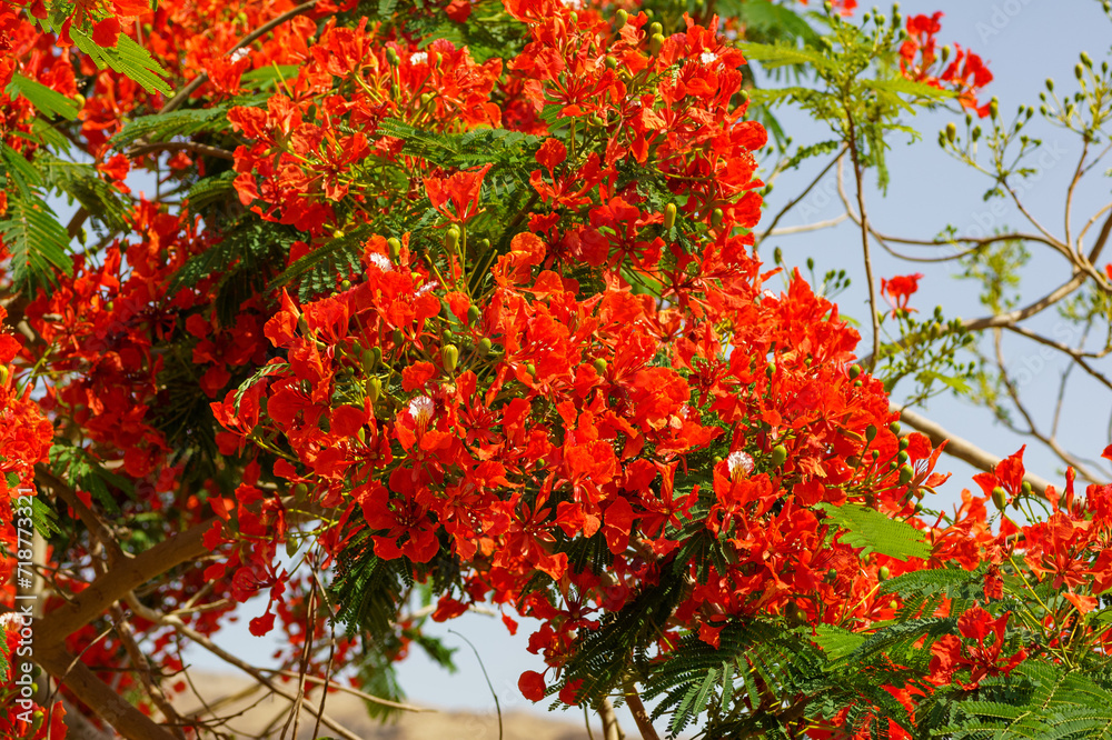 Delonix regia tree (Flamboyant or Royal Poinciana tree) flowers blooming on Dead Sea hotel in Jordan . Delonix regia tree (Flamboyant or Royal Poinciana tree) flowers blooming on Dead Sea hotel in Jordan .
