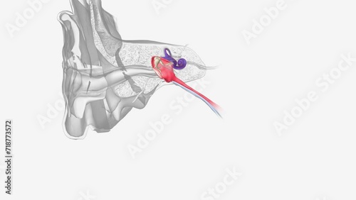 The inner ear (internal ear, auris interna) is the innermost part of the vertebrate ear . photo