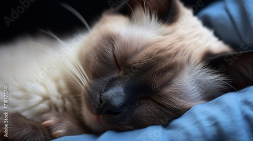 Siamese cat sleeping close up