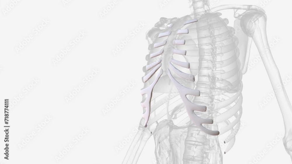 The costal cartilages are bars of hyaline cartilage that serve to prolong the ribs forward . The costal cartilages are bars of hyaline cartilage that serve to prolong the ribs forward .