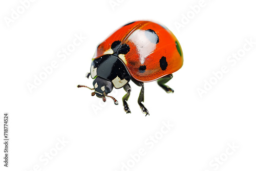 Red Ladybug on a Leaf Isolated on Transparent Background