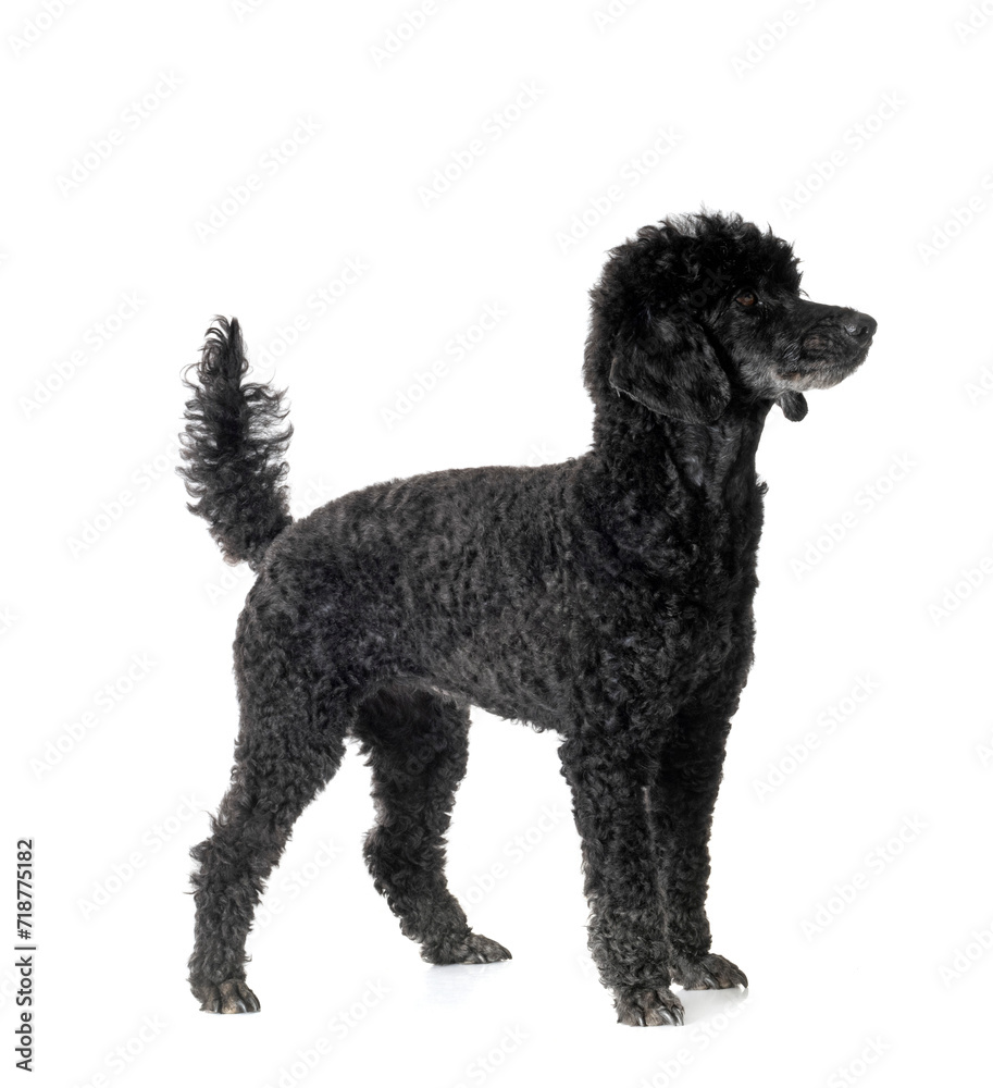 poodle in studio poodle in studio