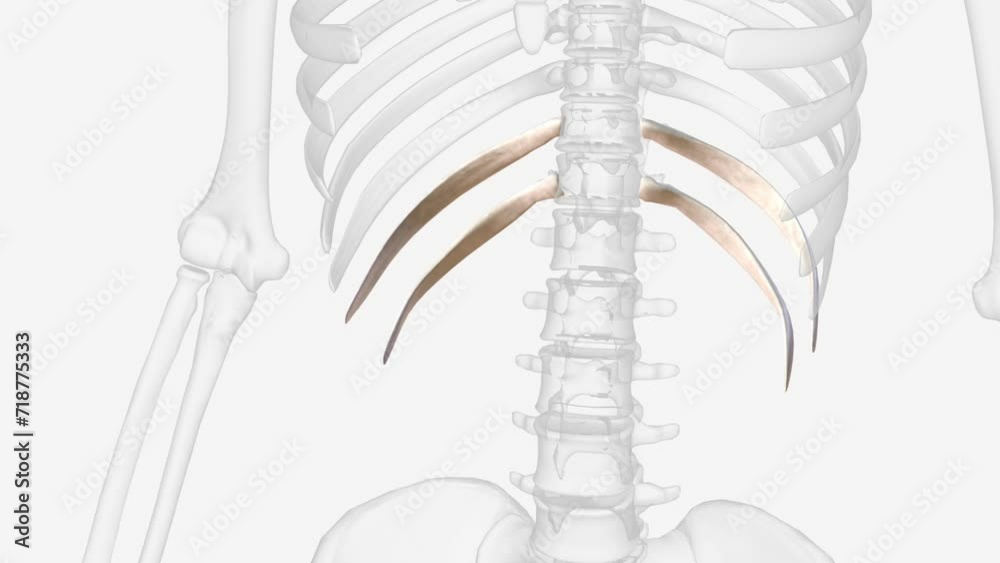 Floating Ribs Loc Floating ribs are also known as vertebral ribs . 素材庫影片 | Adobe Stock