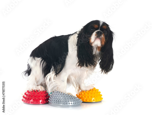 Фотография cavalier king charles