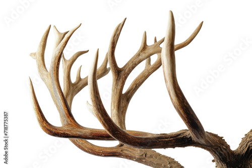 Reindeer Antlers Isolated on Transparent Background