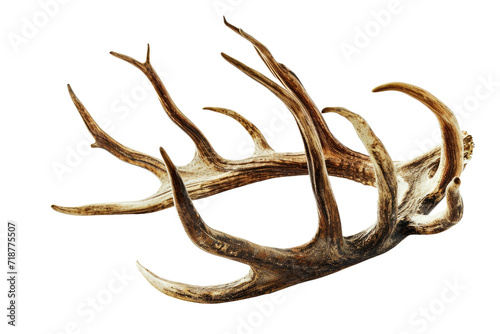 Reindeer Antlers Isolated on Transparent Background