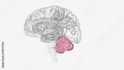 The cerebellum is a major feature of the hindbrain of all vertebrates. photo