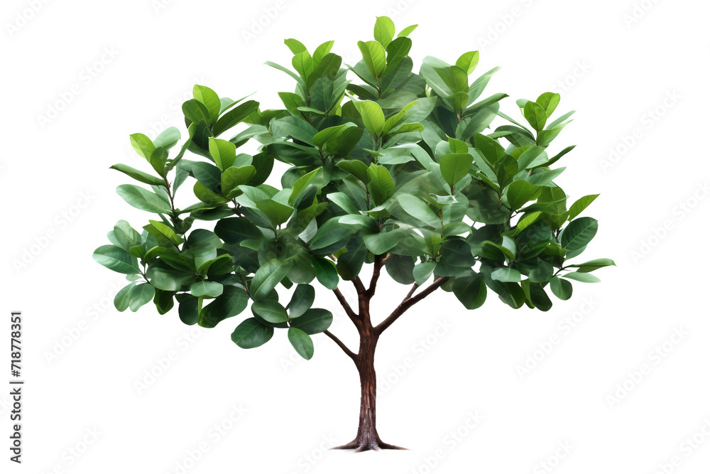 Rubber Tree Isolated on Transparent Background