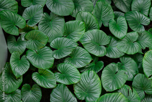 Philodendron Grandipes is a shade-loving houseplant because, in nature, it grows as a forest understory plant.