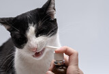 Koci dentysta podaje kotu leki na zepsute zęby 