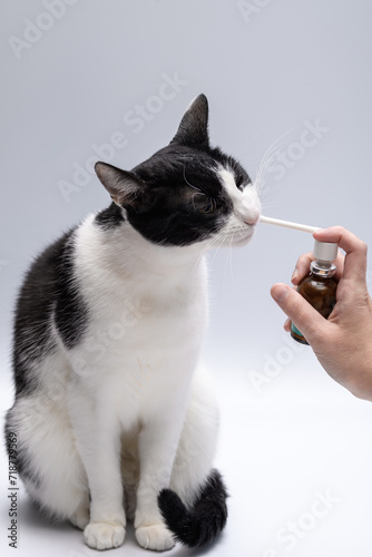 Aplikowanie środka na kamień nazębny kotu 