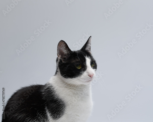 Czarno-biały kot pozuje na białym tle 