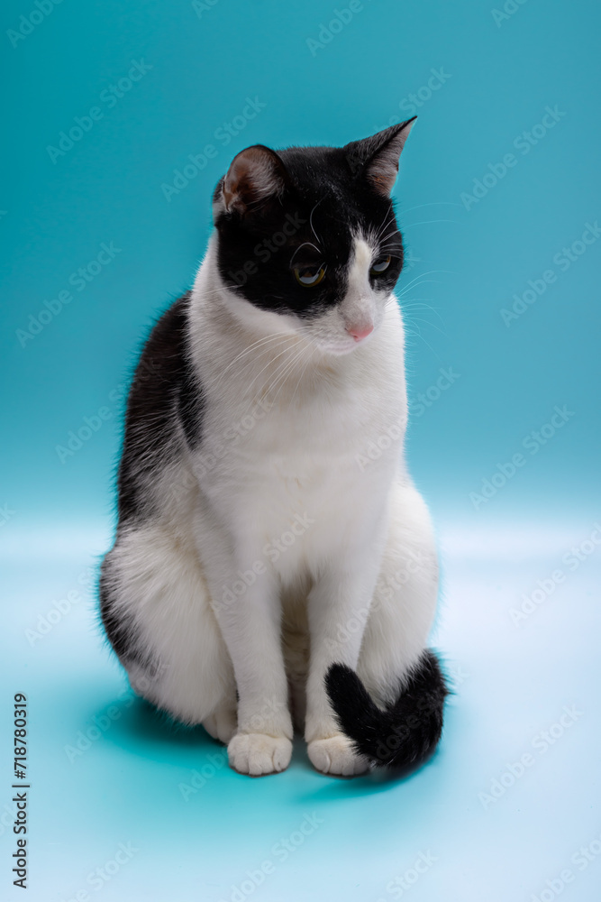 Smutny grzeczny czarno-biały kot siedzi z podwiniętym ogonem, niebieskie tło  - obrazy, fototapety, plakaty 