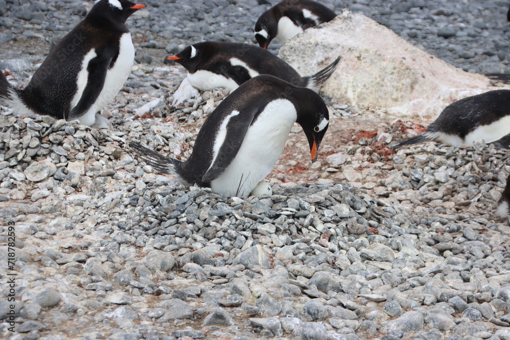 Naklejka premium Gentoo Penguin (Pygoscelis papua) nesting at Brown Bluff, Antarctica.