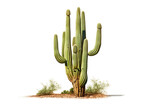 Saguaro Cactus Isolated on Transparent Background