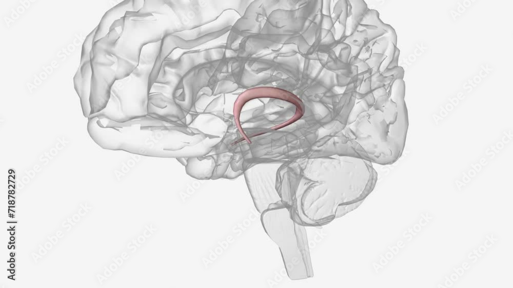 The fornix is a white matter bundle located in the mesial aspect of the