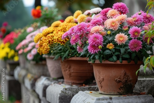 Chrysanthemums in pots. Bouquets for graves. © Lubos Chlubny