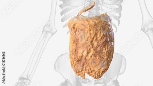 The peritoneum is a continuous membrane which lines the abdominal cavity and covers the abdominal organs .