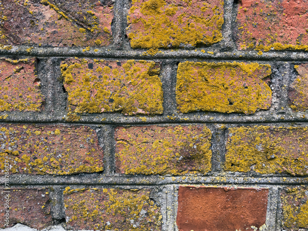 Fototapeta premium old brick wall texture