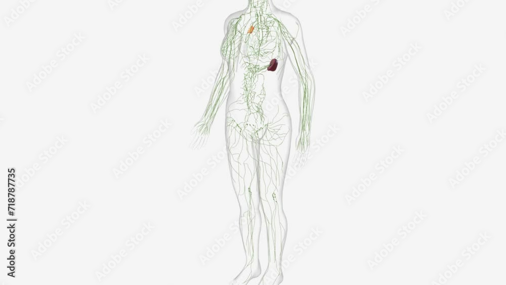 The lymphatic system is a network of delicate tubes throughout the body . The lymphatic system is a network of delicate tubes throughout the body .