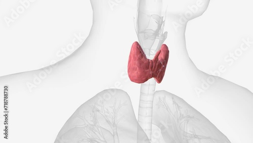 The thyroid, or thyroid gland, is an endocrine gland in vertebrates .