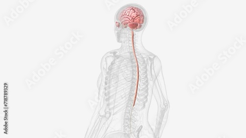 The central nervous system is the brain and spinal cord . photo