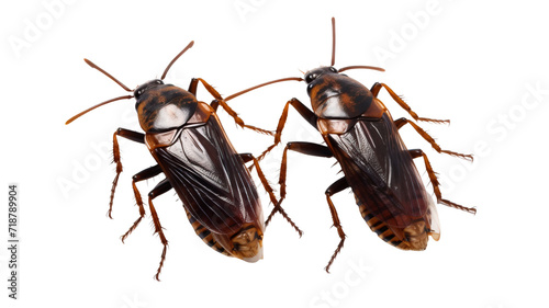Cockroaches on a white background © Pixel Town
