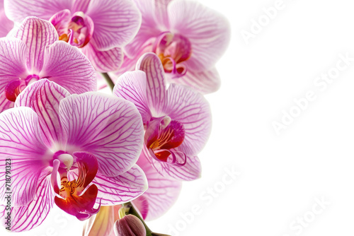 Opulent Orchid Banner Isolated on Transparent Background