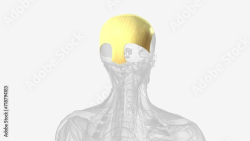 The epicranial aponeurosis (aponeurosis epicranialis, galea aponeurotica) . photo