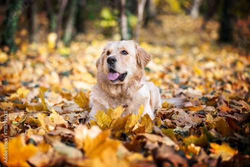 Autumn Portrait Of An Adorable Golden Retriever Dog In A Bed Of Leaves. Selective focus