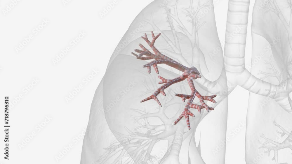 The anterior segmental bronchus of the right superior lobe bronchus ...