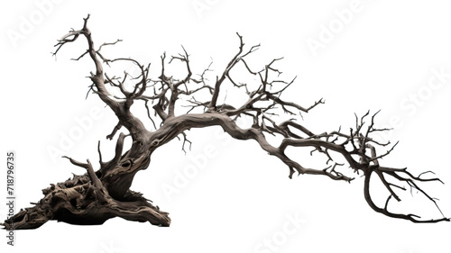 Single old and dead tree isolated on white background