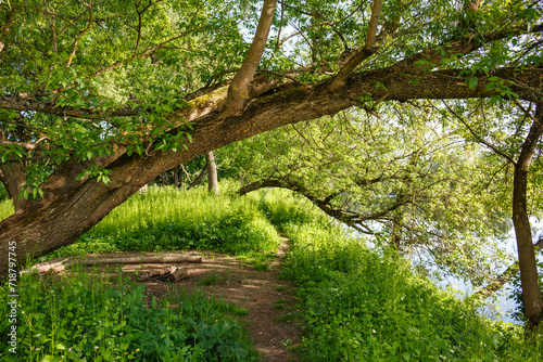 Fototapeta Naklejka Na Ścianę i Meble -  Trees bending over a path running along the river bank, a picturesque summer landscape
