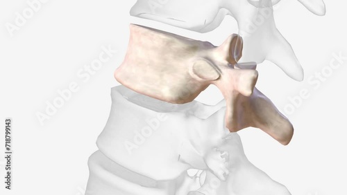 The eleventh thoracic vertebra (T11) is located near the bottom of the thoracic spine . photo