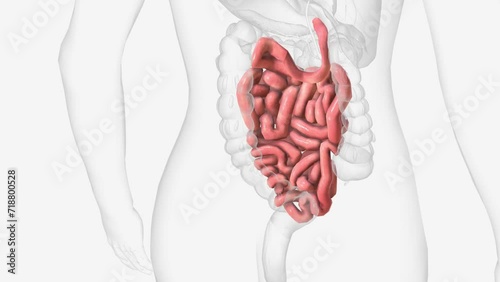 The small intestine or small bowel is an organ in the gastrointestinal tract where most of the absorption of nutrients from food takes place photo